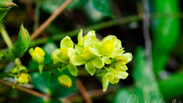Berberis nervosa Cascade oregon grape, Berberis nervosa