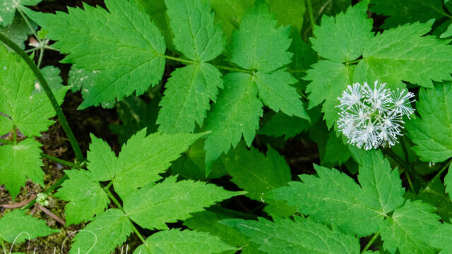 Actaea rubra Western red baneberry, Actaea rubra