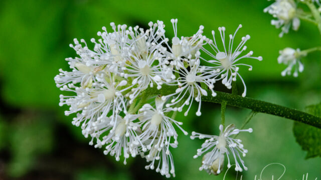 Actaea rubra Western red baneberry, Actaea rubra