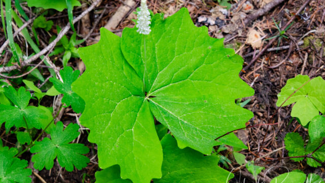 Achlys triphylla Vanilla leaf, Achlys triphylla