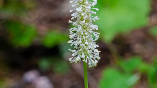 Achlys triphylla Vanilla leaf, Achlys triphylla
