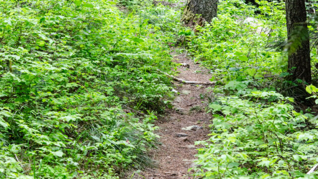 trail past the meadow into the forest Blair Lake Meadow, trail past the meadow into the forest