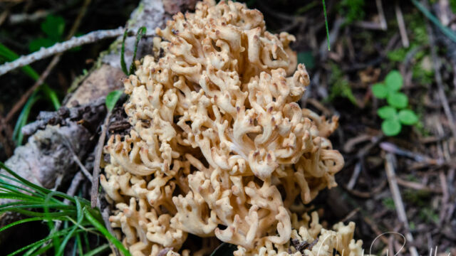 Coral fungus