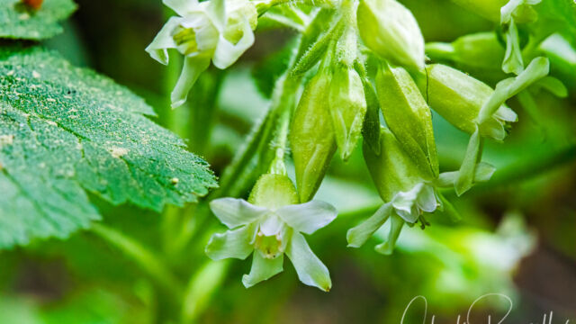 Ribes binominatum Trailing gooseberry, Ribes binominatum
