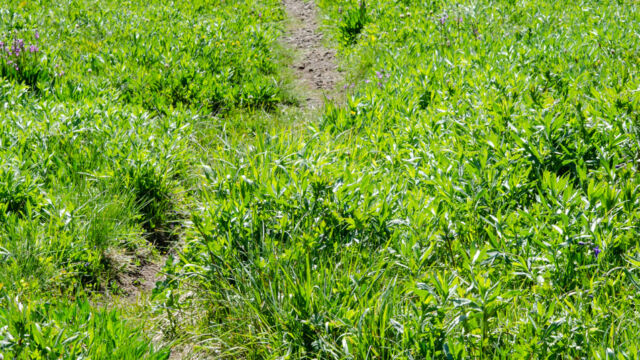 trail starting across the meadow Blair Lake Meadow, trail starting across the meadow