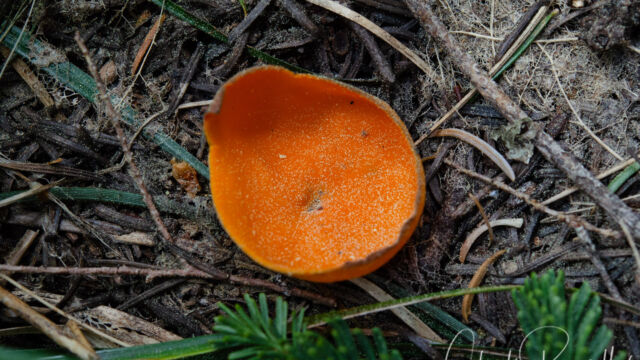 Aleuria aurantia Orange peel fungus, Aleuria aurantia