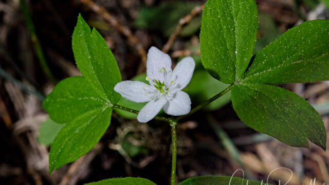 Either Anemone lyallii or Anemone deltoidea? Possibly Anemone oregana Either Anemone lyallii or Anemone deltoidea? Possibly Anemone oregana