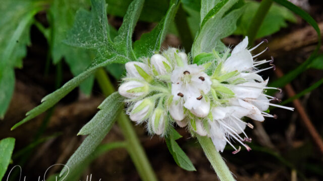 Hydrophyllum fendleri Fendler's waterleaf, Hydrophyllum fendleri