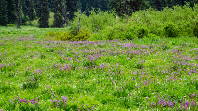 meadow with masses of shooting stars Blair Lake Meadow, meadow with masses of shooting stars