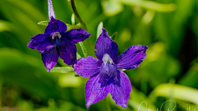 Delphinium menziesii Menzies' larkspur, Delphinium menziesii