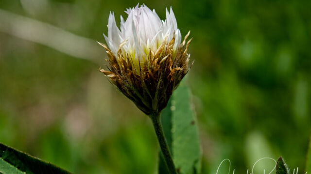 Trifolium longipes Long stalked clover, Trifolium longipes
