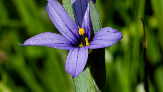 Sisyrinchium idahoense var. idahoense Idaho blue-eyed grass, Sisyrinchium idahoense var. idahoense
