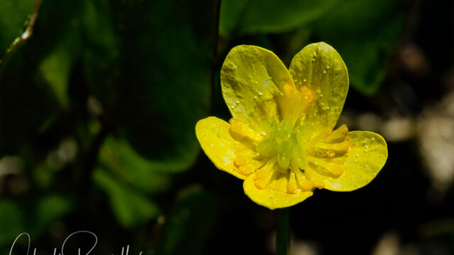 Ranunculus gormanii Gorman's buttercup, Ranunculus gormanii
