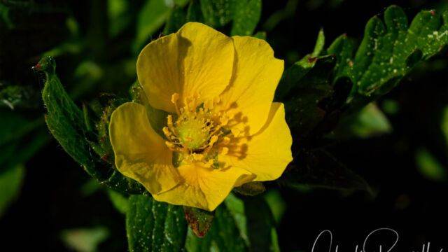 Potentilla drummondii Drummond's Cinquefoil, Potentilla drummondii