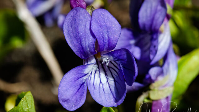 Viola adunca Western dog violet, Viola adunca