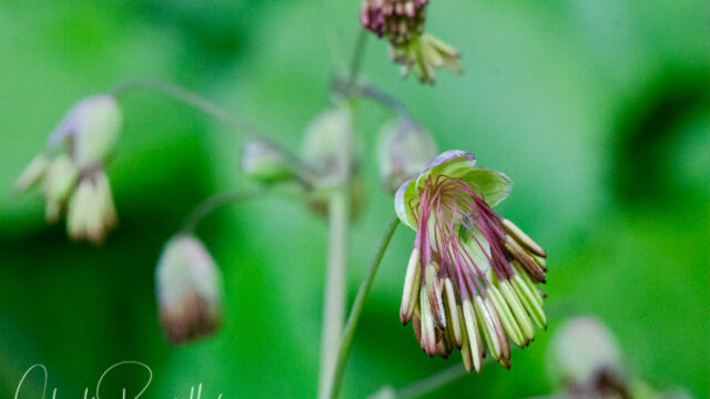 Thalictrum occidentale, male flowers Western meadowrue, Thalictrum occidentale, male flowers