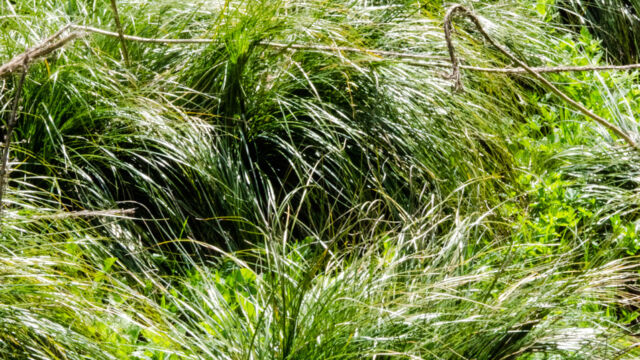 Xerophyllum tenax. It can crowd out other plants Bear grass, Xerophyllum tenax. It can crowd out other plants