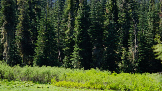 view of the meadow from the road/trailhead Blair Lake Meadow, view of the meadow from the road/trailhead