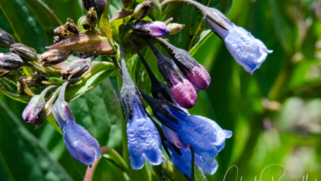 Mertensia paniculata Tall bluebells, Mertensia paniculata