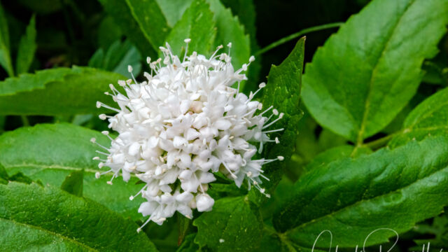 Valeriana sitchensis Sitka Valerian , Valeriana sitchensis