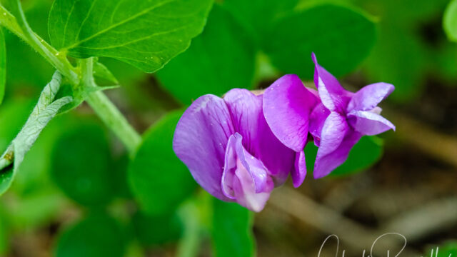 Vicia americana American vetch, Vicia americana