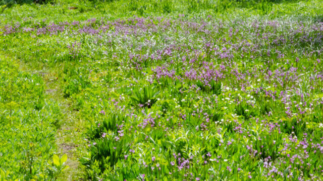 trail across the meadow with masses of shooting stars and marsh marigolds Blair Lake Meadow, trail across the meadow with masses of shooting stars and marsh marigolds