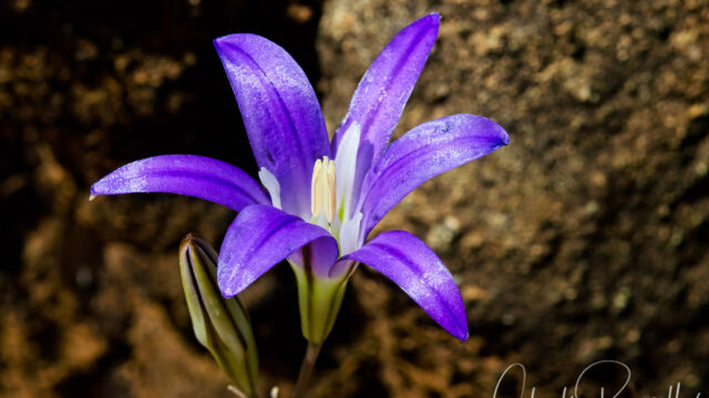 Brodiaea elegans Harvest brodiaea, Brodiaea elegans