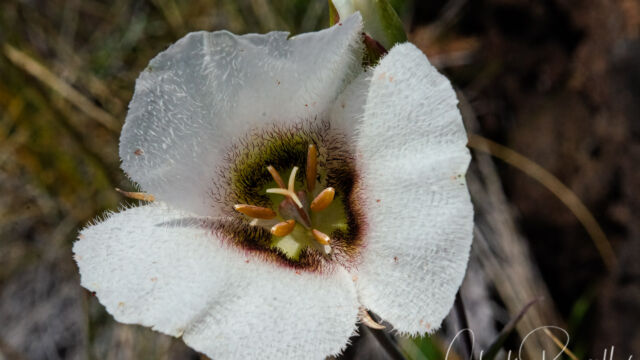 Calochortus howellii Howell's mariposa lily, Calochortus howellii