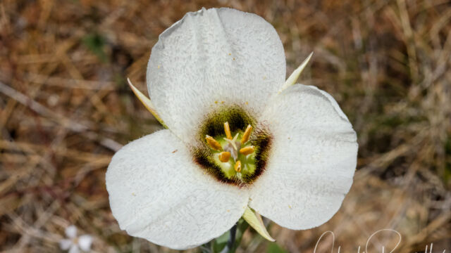 Calochortus howellii Howell's mariposa lily, Calochortus howellii