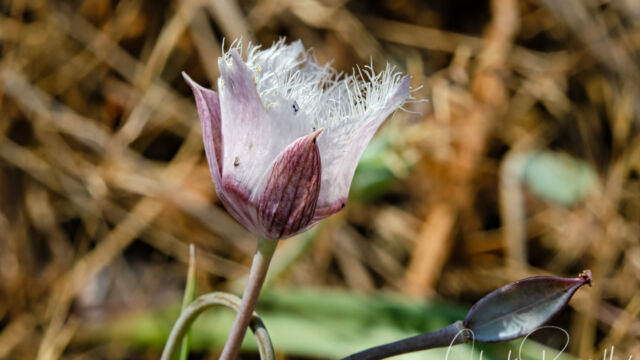 Calochortus tolmiei Pussy ears, Calochortus tolmiei