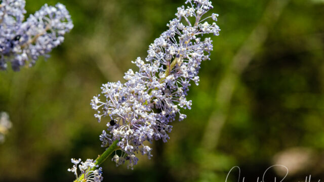 Ceanothus pumilus Buck Brush, Ceanothus pumilus