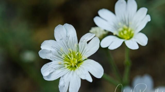 Cerastium arvense Field chickweed, Cerastium arvense