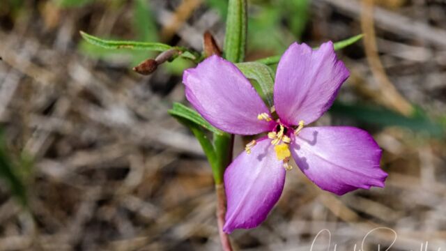 Clarkia gracilis Slender clarkia, Clarkia gracilis