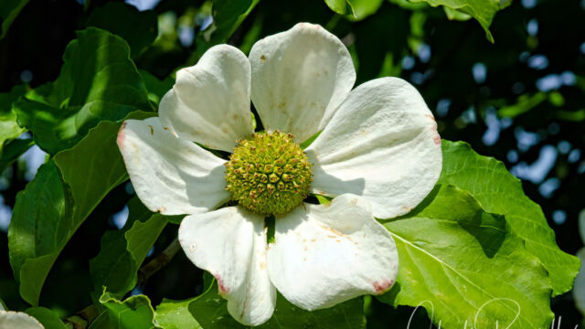 Cornus nuttallii Mountain dogwood, Cornus nuttallii