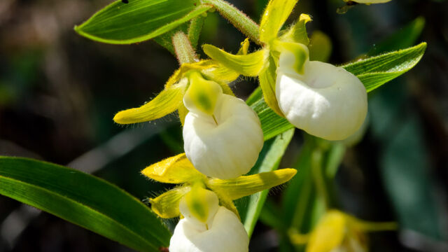 Cypripedium californicum California lady's slipper, Cypripedium californicum