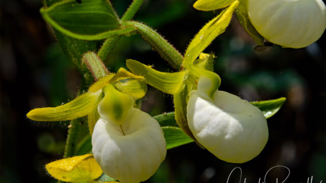 Cypripedium californicum California lady's slipper, Cypripedium californicum