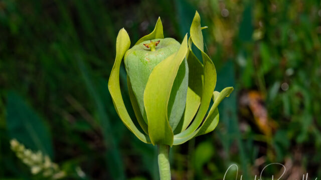 Darlingtonia californica California pitcher plant, Darlingtonia californica fruit