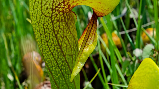 Darlingtonia californica California pitcher plant, Darlingtonia californica