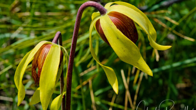 Darlingtonia californica California pitcher plant, Darlingtonia californica flower