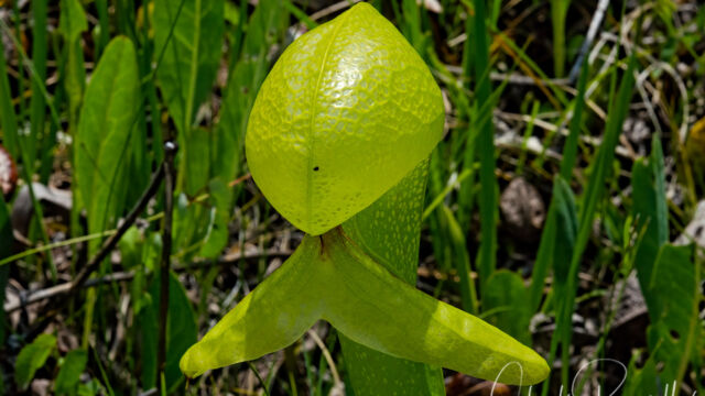 Darlingtonia californica California pitcher plant, Darlingtonia californica