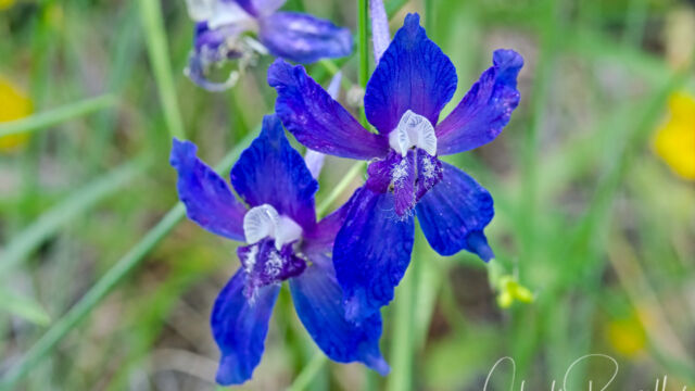 Delphinium nuttallianum Meadow larkspur, Delphinium nuttallianum