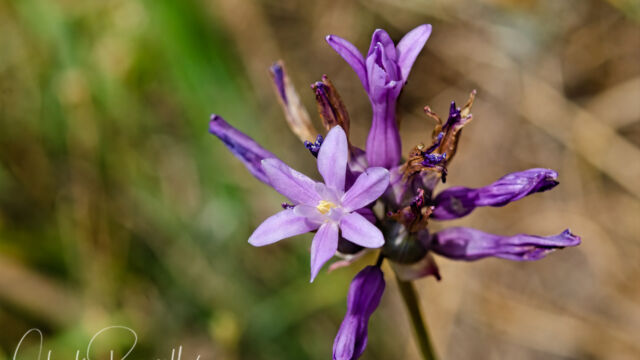 Dichelostemma multiflorum Roundtooth ookow, Dichelostemma multiflorum