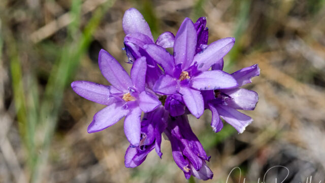 Dichelostemma congestum Fork toothed ookow, Dichelostemma congestum