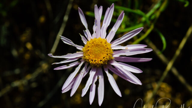 Symphyotrichum spathulatum Western mountain aster, Symphyotrichum spathulatum