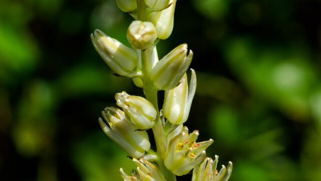 Hastingsia bracteosa var. bracteosa Largeflower rushlily, Hastingsia bracteosa var. bracteosa