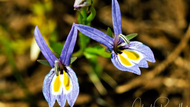 Downingia bacigalupii Bach's downingia, Downingia bacigalupii