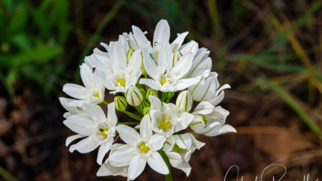 Triteleia hyacinthina Wild Hyacinth, Triteleia hyacinthina