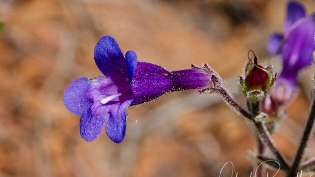 Penstemon gracilentus Slender penstemon, Penstemon gracilentus
