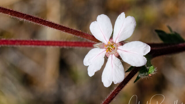 Horkelia sericata Silky horkelia, Horkelia sericata