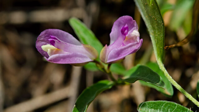 California milkwort, Rhinotropis californica (Polygala californica) California milkwort, Rhinotropis californica (Polygala californica)